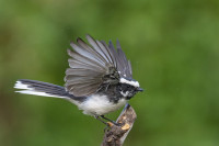 Jawaharnagar Forest Nursery